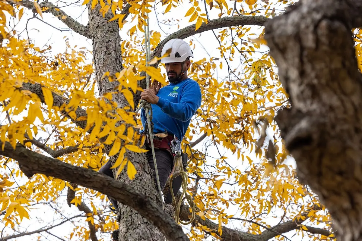 Skilled Storm Damage Cleanup crew working in Somerset